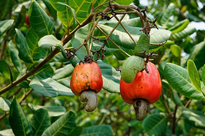 vietnam-cashew