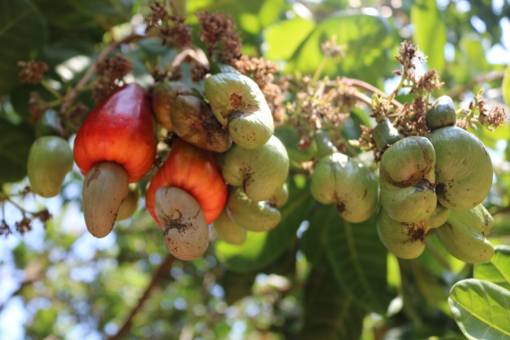 vietnam-cashew